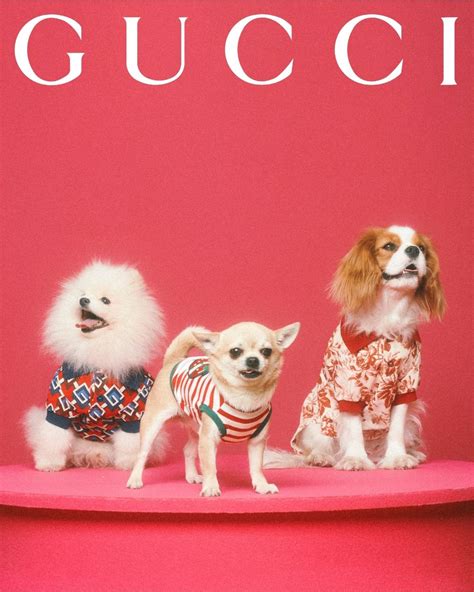 gucci pet collection dogs.